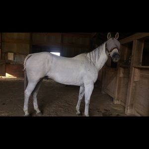 Meet your Posher, Lilly